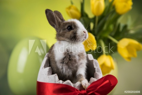 Picture of Easter decoration rabbitseggs and flowers